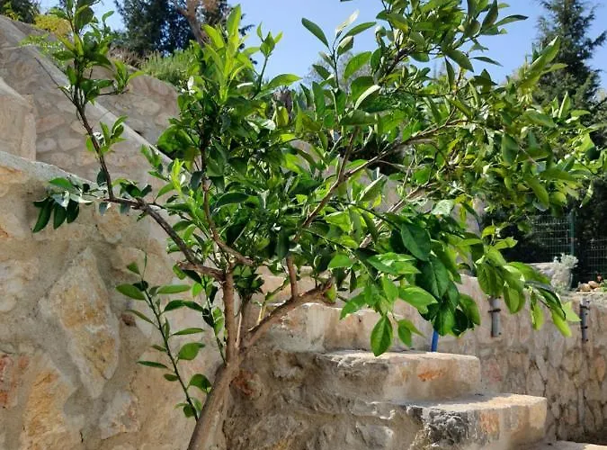 Gospodarstwo agroturystyczne Artolive Datça