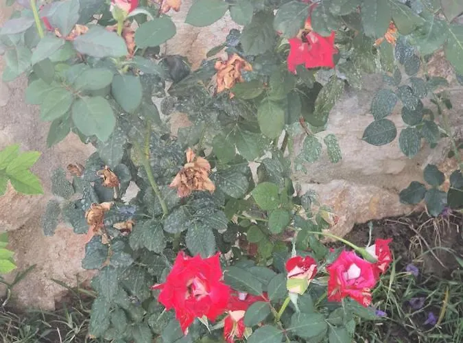 Artolive Gospodarstwo agroturystyczne