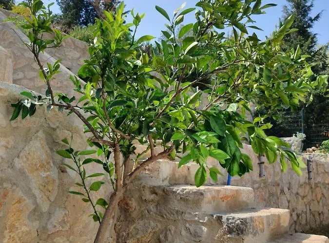 Artolive 팜스테이