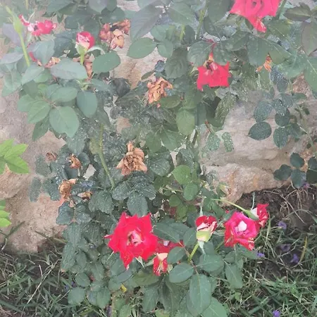 Artolive בית חווה