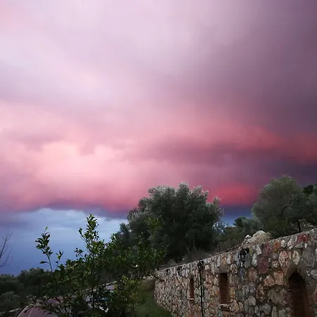 Artolive בית חווה דטקה