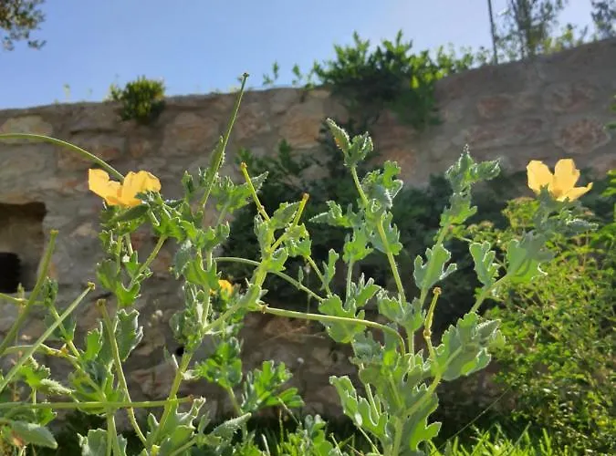 Lantgård Artolive Datça